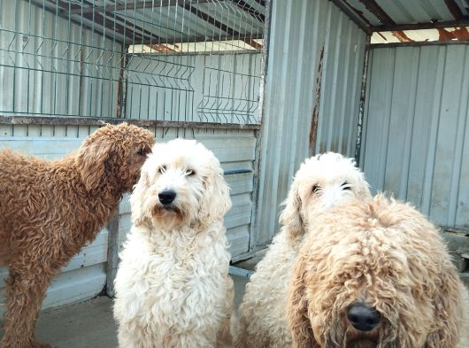 Poodle Dev Safkan görsel