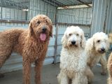 Poodle dev safkan