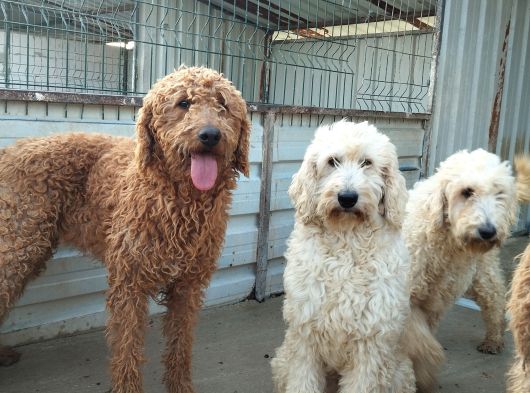 Poodle Dev Safkan