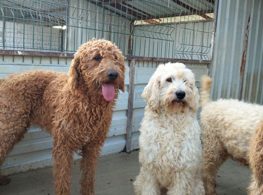 Poodle Dev Safkan görsel