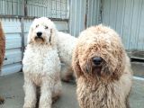 Poodle Dev Safkan