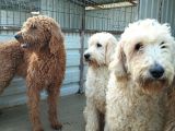 Poodle Dev Safkan