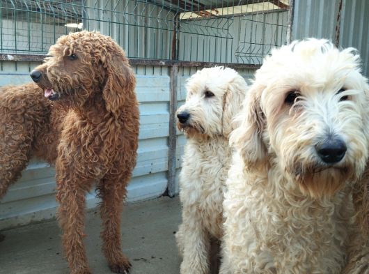 Poodle Dev Safkan görsel