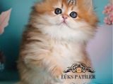 Golden Yeleli Longhair British