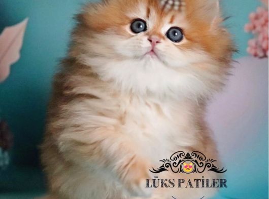 Golden Yeleli Longhair British görsel