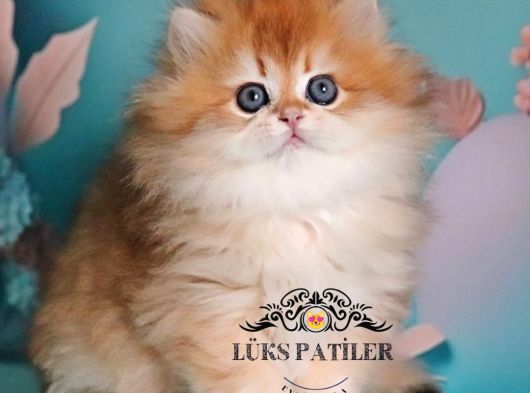 Golden Yeleli Longhair British görsel