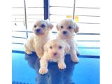 Kar beyazı Maltese terrier bebeğimiz