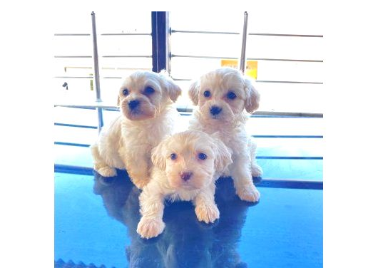 Kar Beyazı Maltese Terrier Bebeğimiz