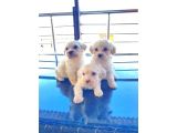Kar Beyazı Maltese Terrier Bebeğimiz