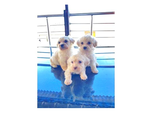 Kar Beyazı Maltese Terrier Bebeğimiz görsel