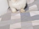 Snoppy Egzotik Bebekler