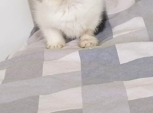Snoppy Egzotik Bebekler görsel