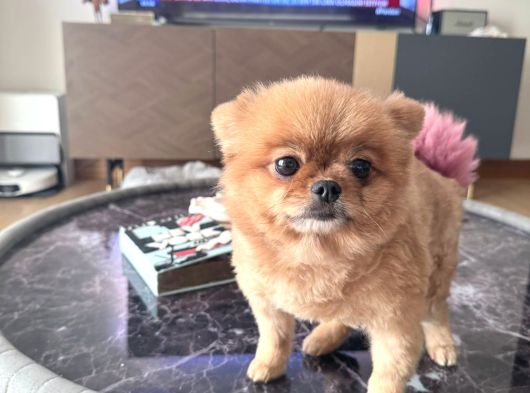 Uygun Yetişkin Boo görsel