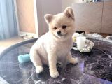 Uygun Yetişkin Boo