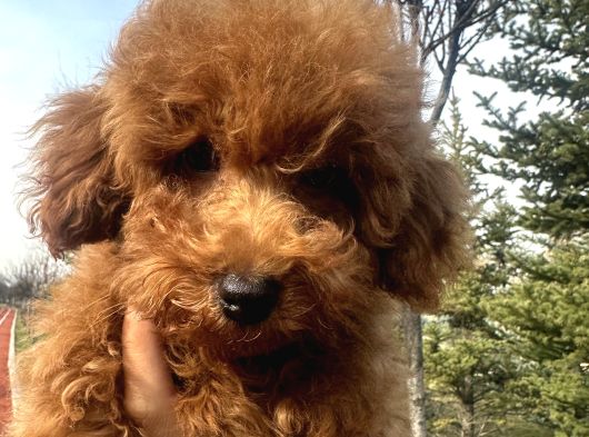 Toy Poodle 1Sınıf