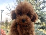 Toy Poodle 1Sınıf