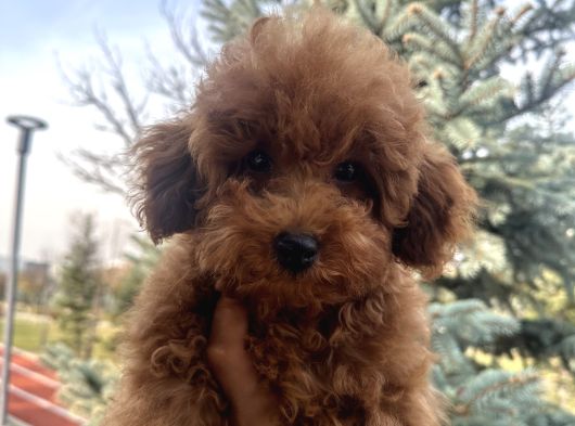 Toy Poodle 1Sınıf görsel