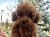 Toy Poodle 1Sınıf