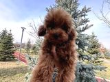 Toy Poodle 1Sınıf