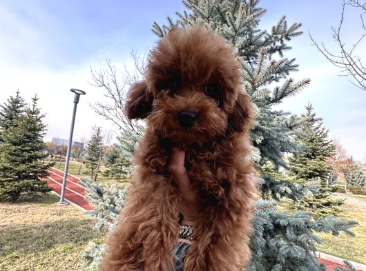 Toy Poodle 1Sınıf görsel