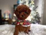 Beylikdüzü Kore Poodle Yavrular