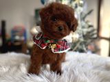 Beylikdüzü Kore Poodle Yavrular