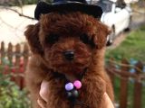 Yeni Yıl Kore Poodle Yavrular