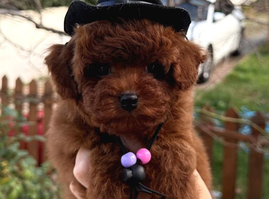 Yeni Yıl Kore Poodle Yavrular