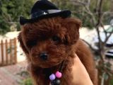 Yeni Yıl Kore Poodle Yavrular
