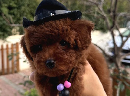 Yeni Yıl Kore Poodle Yavrular görsel