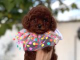 Orjinal Poodle Yavrular Beylikdüzü