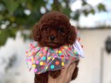 Orjinal Poodle Yavrular Beylikdüzü