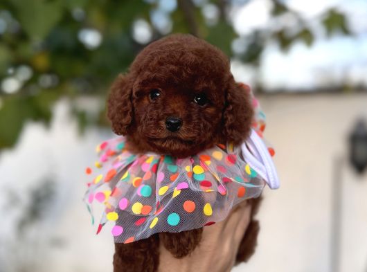 Orjinal Poodle Yavrular Beylikdüzü görsel