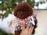 Orjinal Poodle Yavrular Beylikdüzü
