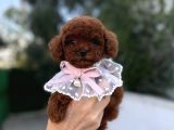 Toy Poodle Erkek Dişi Yavrular
