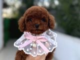 Toy Poodle Erkek Dişi Yavrular