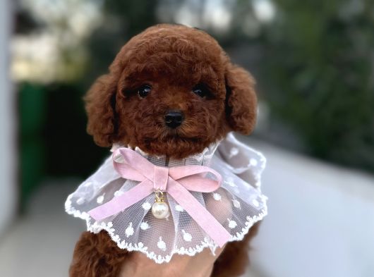 Toy Poodle Erkek Dişi Yavrular
