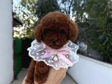 Toy Poodle Erkek Dişi Yavrular