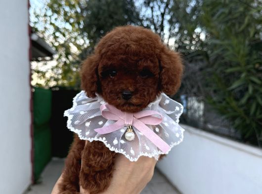 Toy Poodle Erkek Dişi Yavrular görsel