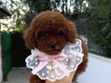 Toy Poodle Erkek Dişi Yavrular