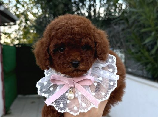 Toy Poodle Erkek Dişi Yavrular görsel