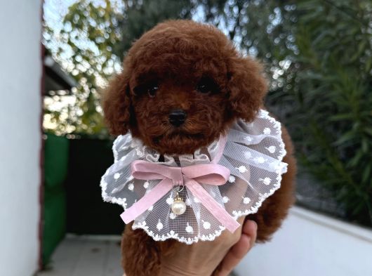 Toy Poodle Erkek Dişi Yavrular görsel