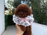 Toy Poodle Erkek Dişi Yavrular