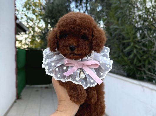 Toy Poodle Erkek Dişi Yavrular görsel