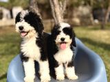 Dev Giant Poodle Yavrular