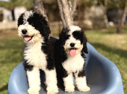 Dev Giant Poodle Yavrular görsel