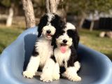 Dev Giant Poodle Yavrular