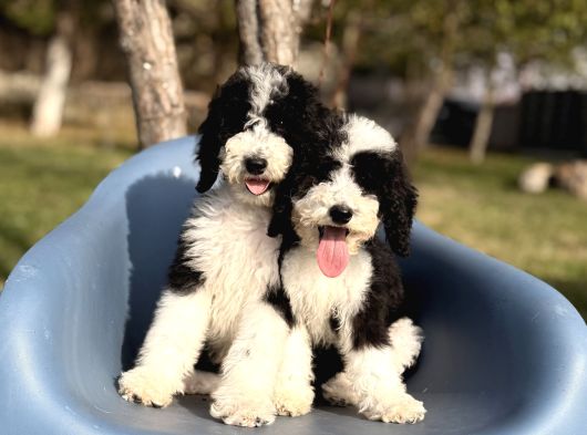 Dev Giant Poodle Yavrular görsel