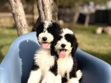 Dev giant Poodle Yavrular