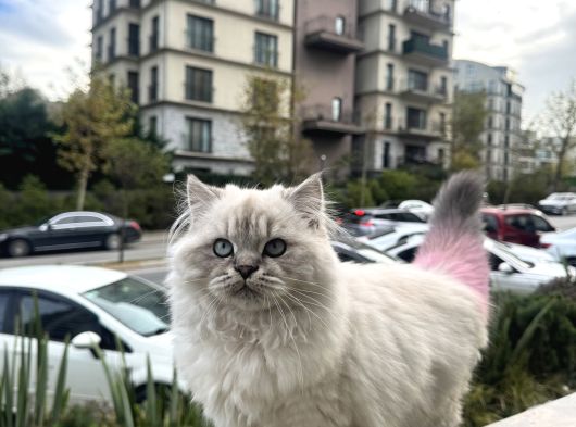 Yarişma 1Si Oğlu görsel